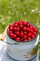 Harvesting Prunus cerasus sour cherrys fruit in their garden.  Top view photo taken in the Poland in summer garden