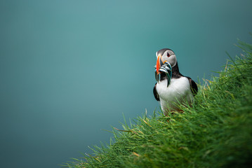 Puffin Bird