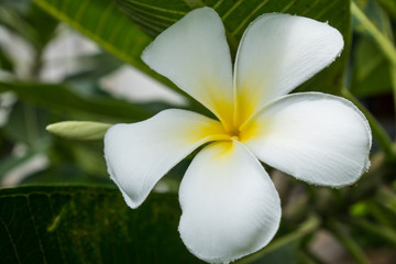 Fototapeta premium White plumiria flower in nature.