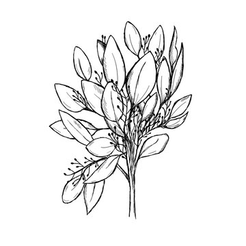Sketch of a eucalyptus branch isolated on a white background. Hand-drawn