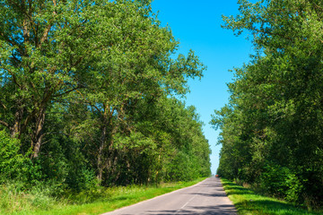 rural asphalt road among trees on a sunny day