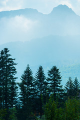 vertical landscape - pine forest, mountains and light mist in the morning