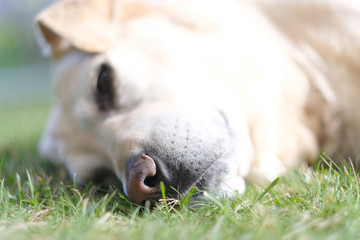 Fototapeta premium Black wet nose of a large breed dog lying on a green grass