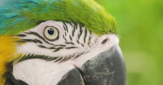 Close up Blue and gold macaw parrot with the beautiful colors of the feathers that are mixed creating an explosion of colors. Concept of: colors, exotic birds.