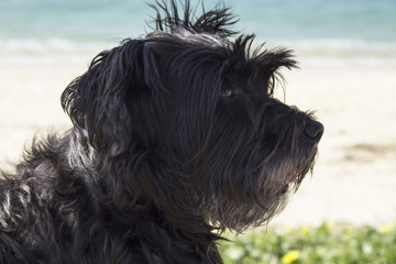 portrait of dog sitting on the beach