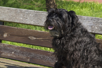 portrait of dog sitting on the park bench