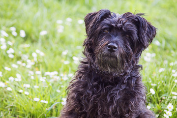 portrait of dog in the field of daisies