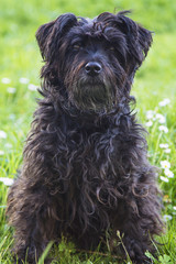 portrait of dog in the field of daisies