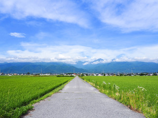 Fototapeta premium 田園風景と北アルプス