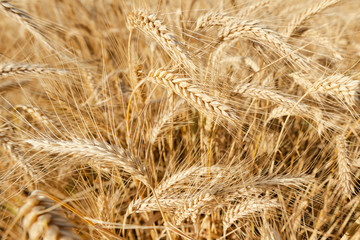 Kłosy żyta na polu © Agnieszka Witczak