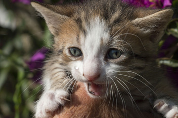 Potrait of a cute meow kitten 