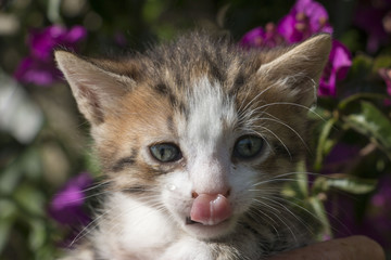 Potrait of a cute kitten licking his nose