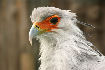 African secretary bird from close-up. Portrait. 