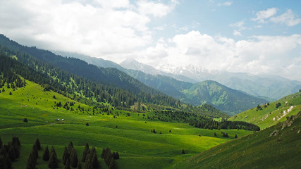 Green fields with fir trees, snowy mountains and large clouds. The blue sky.