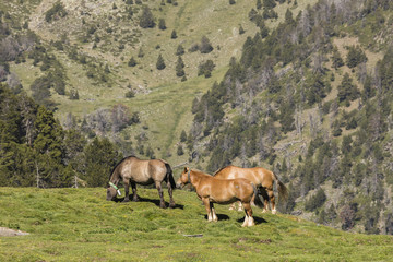 Fototapeta na wymiar Horses graze in a pasture in the Pyrenees in Andorra
