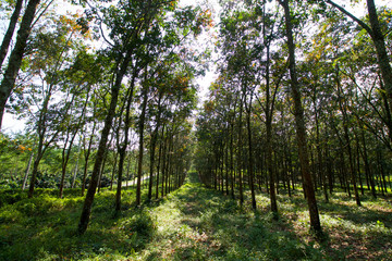 plantation of rubber trees in Indonesia