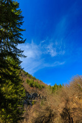 Deep blue sky and trees