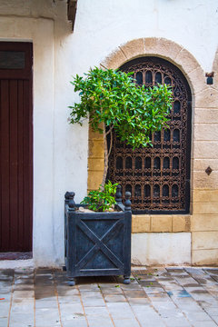 Orange tree in a large wooden box on the background of a large window with wrought-iron gratings on the narrow street of Essaouira. Africa, Morocco