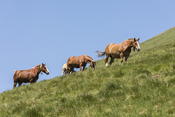 Fototapeta premium Horses graze in a pasture in the Pyrenees in Andorra