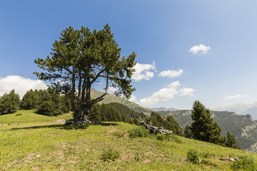 Obraz premium Landscape with pine on the Coll de la botella in the area Pal Arisal in Andorra
