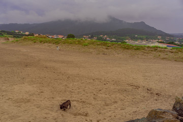 Fototapeta na wymiar A Basteira beach with dog walking, in the estuary of Ortigueira. Sweetie. To Coruna. Spain. Europe.