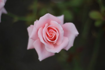 Perfect Rose