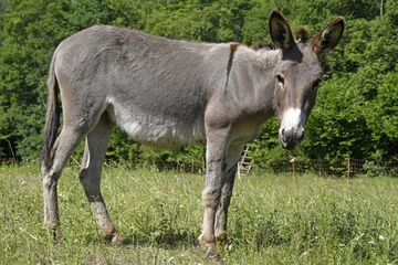 Papier Peint photo autocollant Âne Le pissenlit (Equus asinus asinus) broute une réserve naturelle - Âne