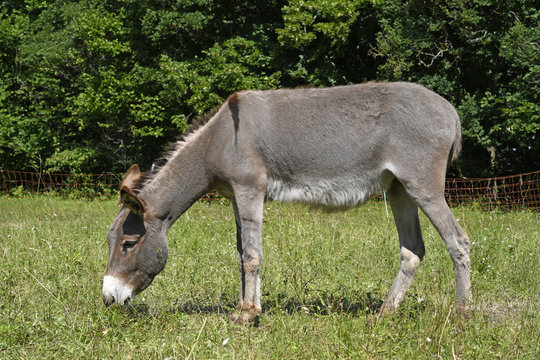 Hausesel (Equus asinus asinus) beweidet eine Naturschuttzfl&auml;che - Donkey