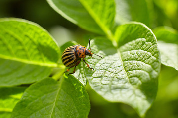 Colorado potato beetle