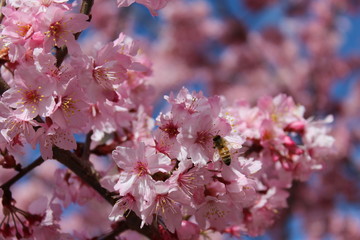 Cherry Blossom