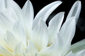 Fototapeta na wymiar White flower abstract background