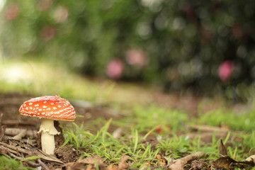 Fairy Toadstool