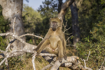Chacma baboon in Kruger National park, South Africa