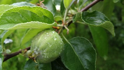Juvenile green apple with waterdrops