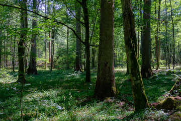 Summertime deciduous primeval forest with old spruce tree