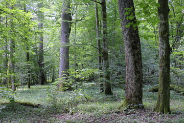 Summertime deciduous primeval forest with old trees