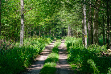 Obraz premium Dirt road crossing summertime forest