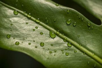 Water drops on green leaves.