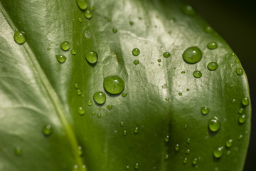 Water drops on green leaves.