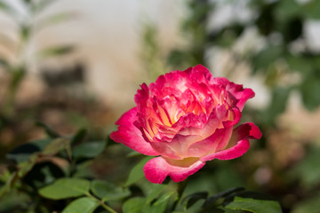 pink roses are blooming. blurred background.