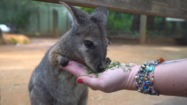 Small Kangaroo eating from hand - Brush tailed rock wallaby