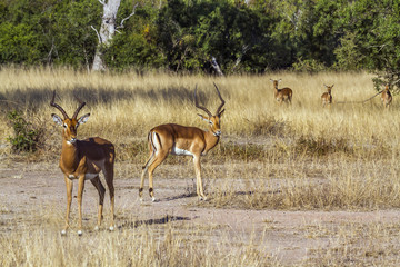 Common Impala in Kruger National park, South Africa