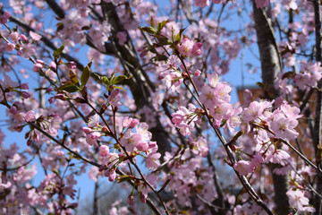 detail shot of cherry blossoms on a tree, tender scene with pink and fragile blossoming cherry flowers