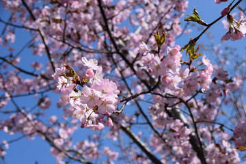 pink cherry blossoms in the spring sun in front of azure sky, tender scene with pink and fragile blossoming cherry flowers