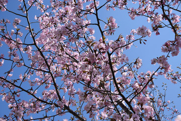 tender scene with pink and fragile blossoming cherry flowers, azure sky and pink cherry blossoms on branches