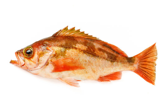 めばる, 水彩, 描かれた, 魚