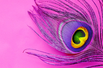 peacock feather over the purple background with copy space