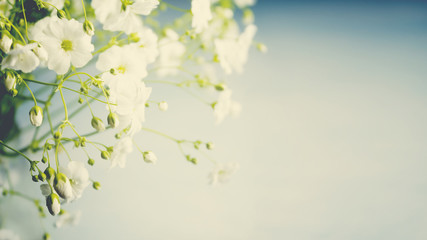 Obraz na płótnie Canvas Bouquet of gypsophila on a light background. Small white flowers. Toned photo