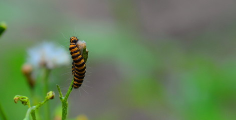 Caterpillar of the Cinnabar moth or Tyria Jacobaeae
