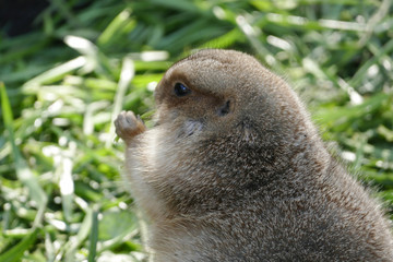 Marmottes